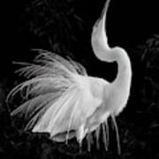 Great Egret Mating Display Poster