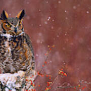 Great Horned Owl In Snowstorm Bi6840 Poster