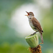 Great Reed Warbler Poster