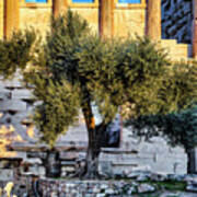 Greece, Athens, Acropolis, Olive Tree In Front Of Temple Of Athena Polias Poster