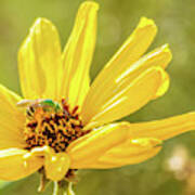 Green Bee Flower Poster
