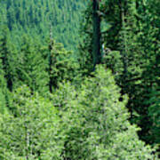 Green Conifer Forest On Steep Hillside Poster