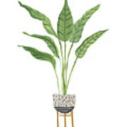 Green House Plants Iii Poster