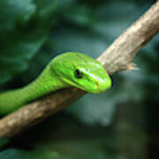 Green Mamba Poster