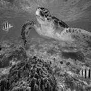 Green Sea Turtle And Reef Fish Poster