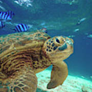 Green Sea Turtle, Balicasag Island, Philippines Poster