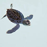 Green Sea Turtle Hatchling Poster