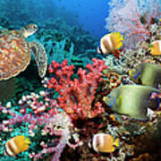 Green Sea Turtle Over Coral Reef Poster