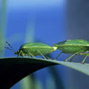 Green Shield Bugs Mating Poster