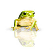 Green Tree Frog Poster