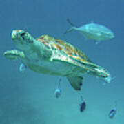 Green Turtle Swimming With Fish Poster