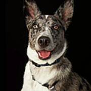 Grey And White Australian Shepherd With Poster