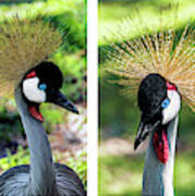 Grey Crowned Crane Gulf Shores Al Collage 1 Poster