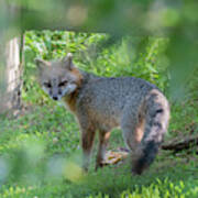 Grey Fox Near A Fence Looking Back Poster