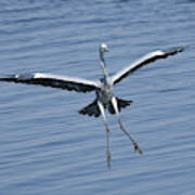 Grey Heron In For A Landing Poster