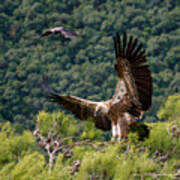 Griffon Vulture And Crow Poster