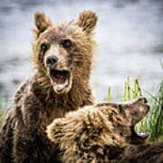 Grizzly Cubs Looking For Their Mum Poster