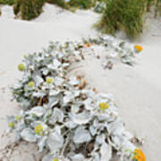 Groundsel Flowers On Dune Poster