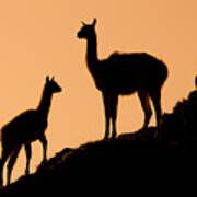 Guanaco Mother And Cria At Sunset Poster