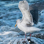 Gull In The Surf Poster