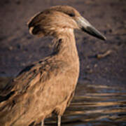 Hamerkop Poster