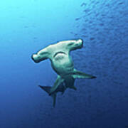 Hammerhead Shark Galapagos Poster