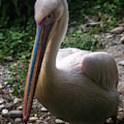 Handsome Pelican Poster