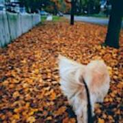 Happy Fall Dog Walk Poster