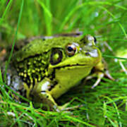 Happy Green Frog Poster