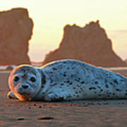 Harbor Seal Pup At Sunset Poster
