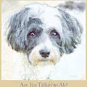 Havanese Dog Looking At You Poster