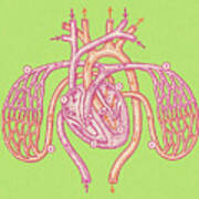 Heart And Arteries Poster
