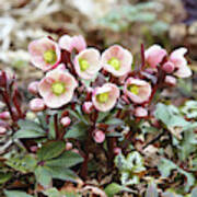 Hellebores Poster