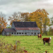 Herefords In Fall Poster