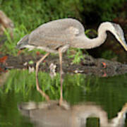 Heron Fishing Poster