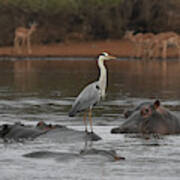 Heron On A Hippo Poster