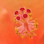 Hibiscus Beauty 222 Poster
