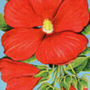 Hibiscus Blossom Poster