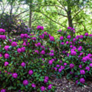 Hidden In Shadow. Fairy Rhododendron Woods 1 Poster