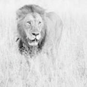 High Key Lion In Grassland Poster