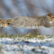 High Speed Squirrel :) Poster