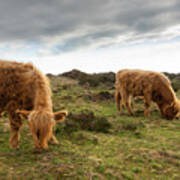 Highland Cattle Feeding At Baslow Edge Poster