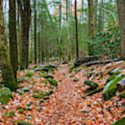 Hiking Trail In Autumn Poster