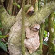 Hoffmann's Two-toed Sloth, Choloepus Hoffmanni Poster