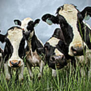 Holstein Cows Poster