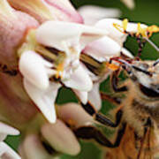 Honeybee Nectar Search Poster