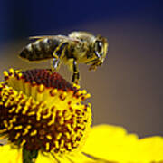 Honeybee On A Yellow Flower Poster