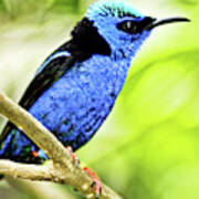 Red Legged Honeycreeper Poster