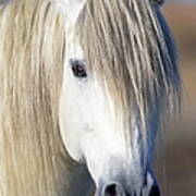 Horse Equus Cabullus, France Poster