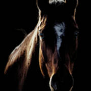 Horse In Backlight Poster